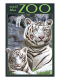 Visit the Zoo - White Tiger Family