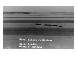 Glasgow  Montana - Wheat Fields