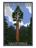 Trees of Mystery - California Redwoods
