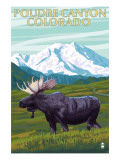Poudre Canyon  Colorado - Moose