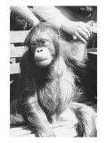 The Criminal Monkey