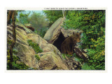 New York - Bear in the Catskill Mountains