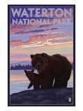 Waterton National Park  Canada - Bear & Cub