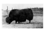 Alaska - View of a Yak or a Arctic Musk Ox