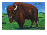 Wind Cave Nat'l Park  South Dakota - Bull Buffalo in Black Hills