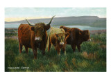 Scotland - View of Highland Cattle