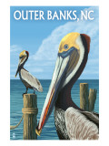 Outer Banks  North Carolina - Pelicans