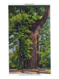 Santa Cruz  California - Big Tress Park  The Wonder Tree