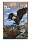 Eagle Perched - Yellowstone National Park