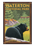 Waterton National Park  Canada - Bear in Forest