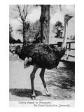 Jacksonville  Florida - Ostrich Farm Scene