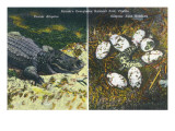 Everglades Nat'l Park  Florida - View of Alligator and Hatching Eggs