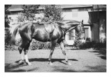 General Pershing's Horse Quidron