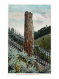 Yellowstone Nat'l Park  Wyoming - View of a Petrified Tree
