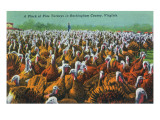 Virginia - Rockingham County Turkey Flock