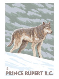 Prince Rupert  BC Canada - Wolf Scene