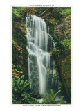 Big Basin  California - Berry Creek Falls Scene