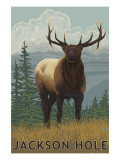 Jackson Hole  Wyoming - Elk