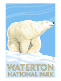 Waterton National Park  Canada - Polar Bear