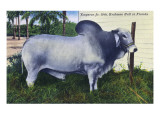 Florida - Emperor Jr 10th Brahman Bull