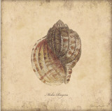 Shells IV