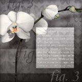 Orchid