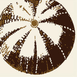 Urchin