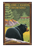 Poudre Canyon  Colorado - Bear in Forest