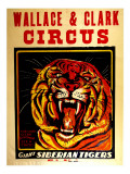 Wallace & Clark Cirbus - Giant Siberian Tigers Poster  Circa 1945