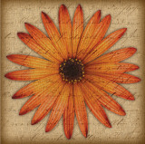Orange Daisy