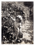 Kirkland Berry Farms  Baby Berry Picker  Undated