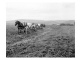 Cutting Alfalfa Ellensburg  1911