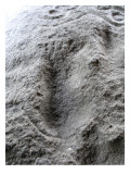 Petroglyph From Harstine Island  WA