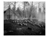 Hogs at AL Brown Farm  1914
