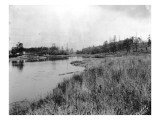 Marshland in Washington  Circa 1925