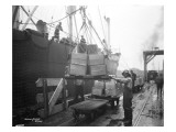 Loading Apple Cargo at Dock  Seattle  1921