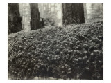 Feather Moss