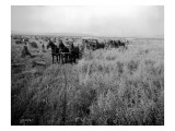 Wheat Farming  Circa 1913