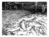 Apex Cannery Salmon  1913