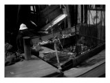Offloading Salmon at Apex Cannery in Anacortes  WA  Circa 1913