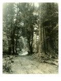 Olympic Peninsula  Undated