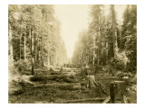 Cleared Right of Way  1918
