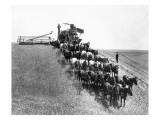 Horse-Drawn Team Wheat Farming