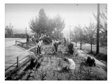 South School - Children Gardening  1905