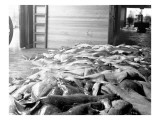 Fish at Anacortes Fish Packing Plant