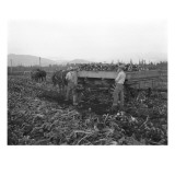 Loading Beets Into Horse-Drawn Farm Wagon  1928