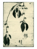 Cherry Branch