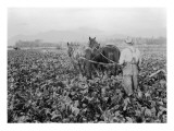 Plowing the Beet Field  1928