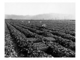 Strawberry Harvesting  1920
