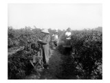 Puyallup  Blackberries  1916